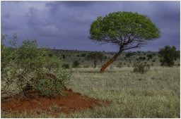 paysage brousse